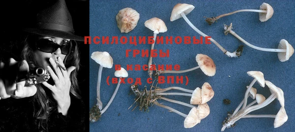 прущие грибы Богородицк